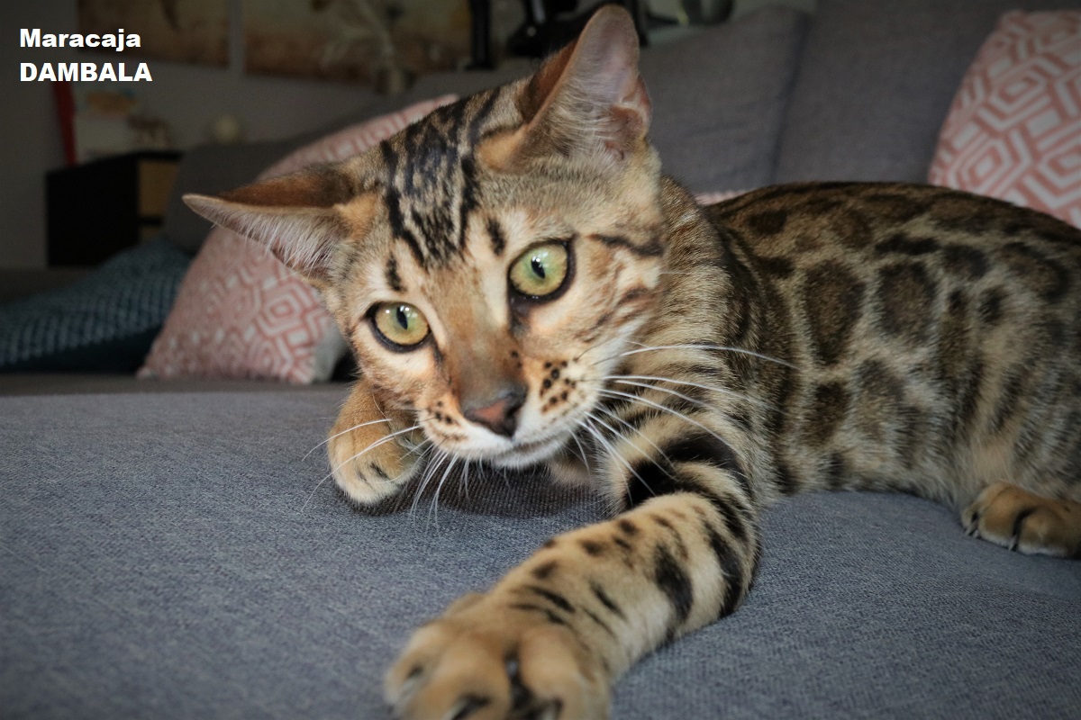 bengal
